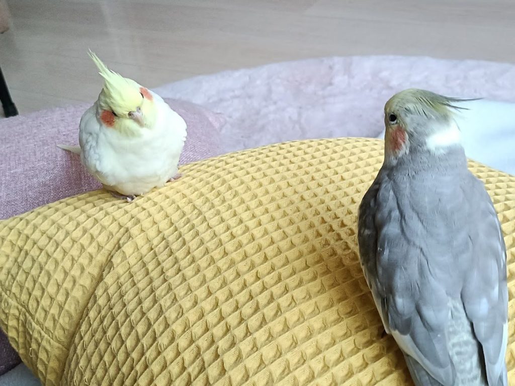オカメインコ